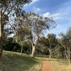 Eucalyptus blakelyi (Blakely's Red Gum) at Hughes, ACT - 13 Feb 2023 by Tapirlord