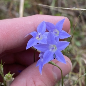 Wahlenbergia luteola at Hughes, ACT - 13 Feb 2023