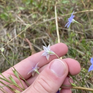 Wahlenbergia luteola at Hughes, ACT - 13 Feb 2023