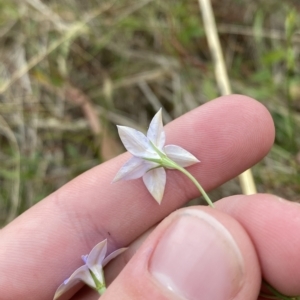 Wahlenbergia luteola at Hughes, ACT - 13 Feb 2023