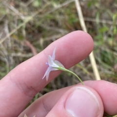 Wahlenbergia luteola at Hughes, ACT - 13 Feb 2023