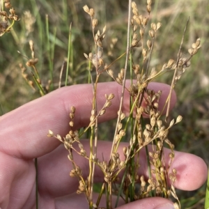 Juncus subsecundus at Garran, ACT - 13 Feb 2023