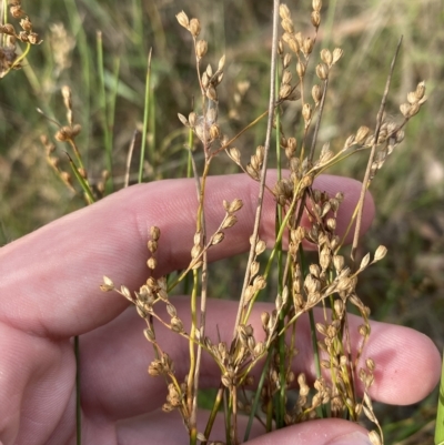 Juncus subsecundus (Finger Rush) at Garran, ACT - 13 Feb 2023 by Tapirlord
