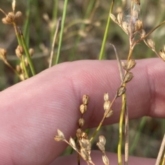 Juncus subsecundus at Garran, ACT - 13 Feb 2023