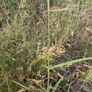 Juncus subsecundus at Garran, ACT - 13 Feb 2023