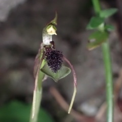 Chiloglottis seminuda (Turtle Orchid) at Jerrawangala, NSW - 8 Mar 2023 by AnneG1