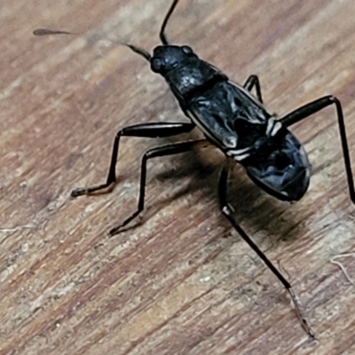 Dieuches sp. (genus) (A seed bug) at Lyneham, ACT - 9 Mar 2023 by trevorpreston