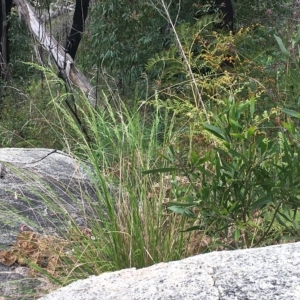 Acacia melanoxylon at Tennent, ACT - 5 Dec 2022