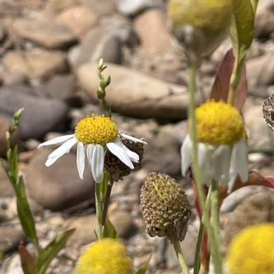 Chamaemelum nobile (Chamomile Daisy) at Warri, NSW - 8 Mar 2023 by JaneR