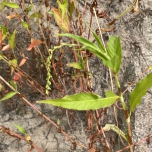 Persicaria hydropiper at Larbert, NSW - 8 Mar 2023