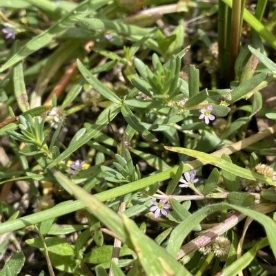 Lythrum hyssopifolia (Small Loosestrife) at Larbert, NSW - 8 Mar 2023 by JaneR