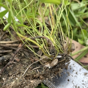 Marsilea costulifera at Larbert, NSW - suppressed