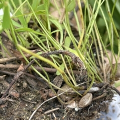 Marsilea costulifera at Larbert, NSW - suppressed