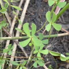 Marsilea costulifera at Larbert, NSW - suppressed