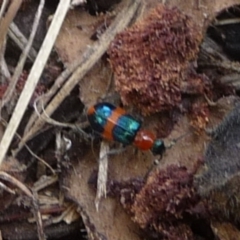 Dicranolaius bellulus (Red and Blue Pollen Beetle) at Charleys Forest, NSW - 22 Dec 2013 by arjay