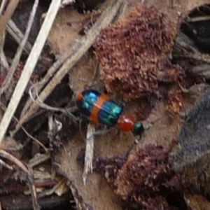 Dicranolaius bellulus at Charleys Forest, NSW - 22 Dec 2013