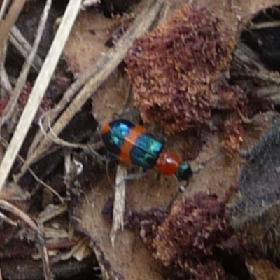 Dicranolaius bellulus (Red and Blue Pollen Beetle) at Charleys Forest, NSW - 22 Dec 2013 by arjay