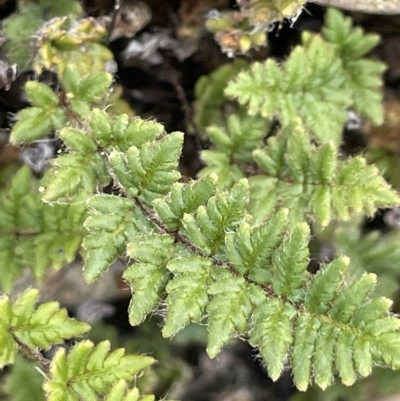 Cheilanthes distans (Bristly Cloak Fern) at Larbert, NSW - 8 Mar 2023 by JaneR
