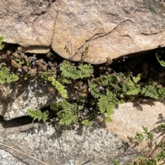 Cheilanthes distans at Larbert, NSW - 8 Mar 2023