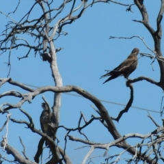 Falco berigora (Brown Falcon) at Symonston, ACT - 9 Mar 2023 by CallumBraeRuralProperty