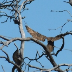 Falco berigora at Symonston, ACT - 9 Mar 2023