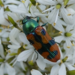Castiarina scalaris (Scalaris jewel beetle) at Mongarlowe River - 3 Feb 2021 by arjay