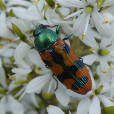 Castiarina scalaris (Scalaris jewel beetle) at Charleys Forest, NSW - 3 Feb 2021 by arjay