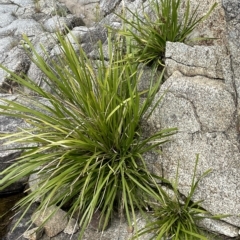 Lomandra longifolia (Spiny-headed Mat-rush, Honey Reed) at Larbert, NSW - 8 Mar 2023 by JaneR