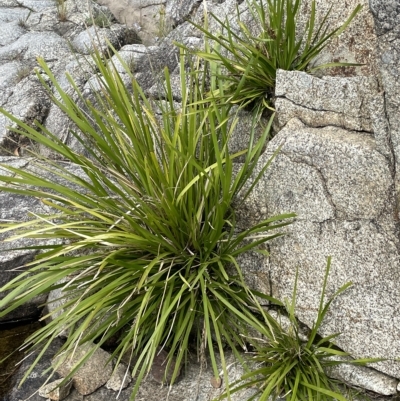 Lomandra longifolia (Spiny-headed Mat-rush, Honey Reed) at Larbert, NSW - 8 Mar 2023 by JaneR