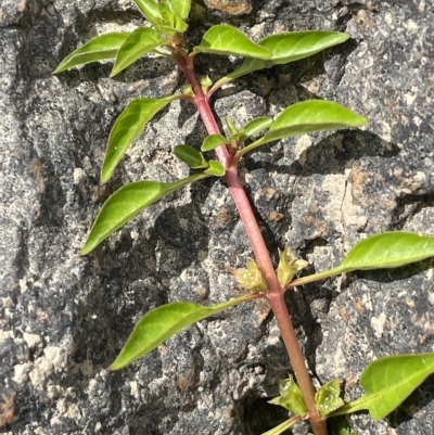 Ludwigia palustris (Marsh Purslane) at Larbert, NSW - 8 Mar 2023 by JaneR