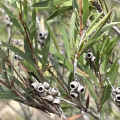 Callistemon sieberi (River Bottlebrush) at Larbert, NSW - 8 Mar 2023 by JaneR