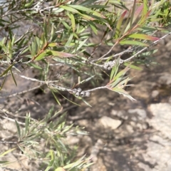 Callistemon sieberi at Larbert, NSW - 8 Mar 2023 03:50 PM