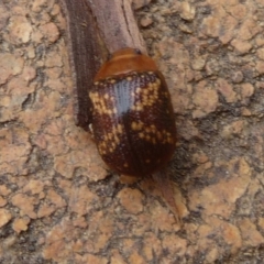 Paropsis aspera (Eucalyptus Tortoise Beetle) at Mongarlowe River - 16 Nov 2020 by arjay