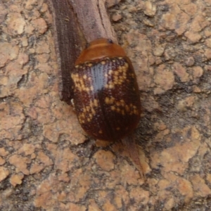 Paropsis aspera at Charleys Forest, NSW - suppressed