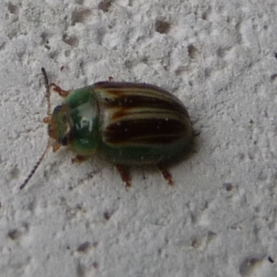 Peltoschema orphana (Leaf beetle) at Charleys Forest, NSW - 9 Apr 2020 by arjay