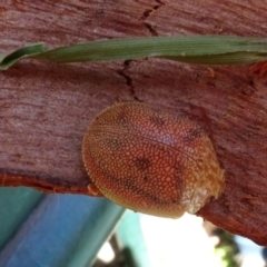 Paropsis atomaria (Eucalyptus leaf beetle) at National Arboretum Woodland - 9 Mar 2023 by AndyRussell