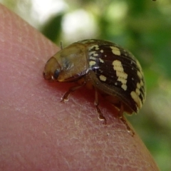 Paropsis pictipennis (Tea-tree button beetle) at Mongarlowe River - 5 Feb 2011 by arjay