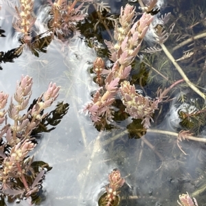 Myriophyllum verrucosum at Larbert, NSW - 8 Mar 2023 03:26 PM