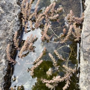 Myriophyllum verrucosum at Larbert, NSW - 8 Mar 2023 03:26 PM