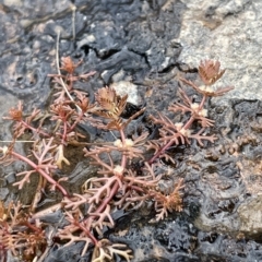 Myriophyllum verrucosum at Larbert, NSW - 8 Mar 2023 03:26 PM