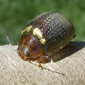 Paropsisterna decolorata at Charleys Forest, NSW - 29 Oct 2022