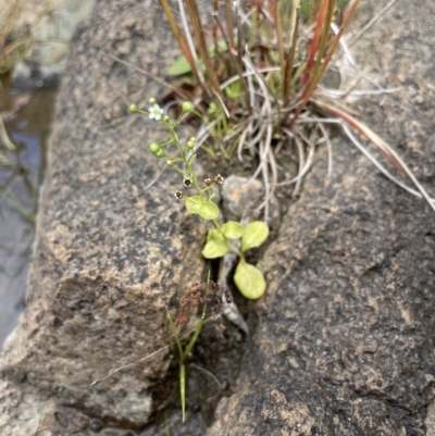 Samolus valerandi (Brookweed) at Larbert, NSW - 8 Mar 2023 by JaneR