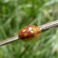 Paropsisterna nobilitata (Leaf beetle, Button beetle) at Mongarlowe River - 29 Oct 2022 by arjay