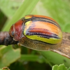 Paropsisterna hectica (A leaf beetle) at Charleys Forest, NSW - 28 Nov 2021 by arjay