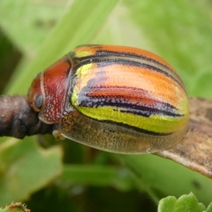 Paropsisterna hectica at Charleys Forest, NSW - 28 Nov 2021