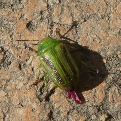 Calomela juncta (Leaf beetle) at Mongarlowe River - 7 Aug 2021 by arjay