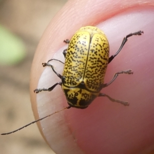 Aporocera (Aporocera) erosa at Charleys Forest, NSW - suppressed