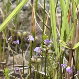 Utricularia dichotoma at Larbert, NSW - 8 Mar 2023