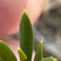 Monotoca scoparia (Broom Heath) at Aranda Bushland - 9 Mar 2023 by lbradley