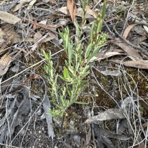 Monotoca scoparia at Aranda, ACT - 9 Mar 2023